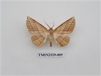 藏品(尺蛾2)的圖片